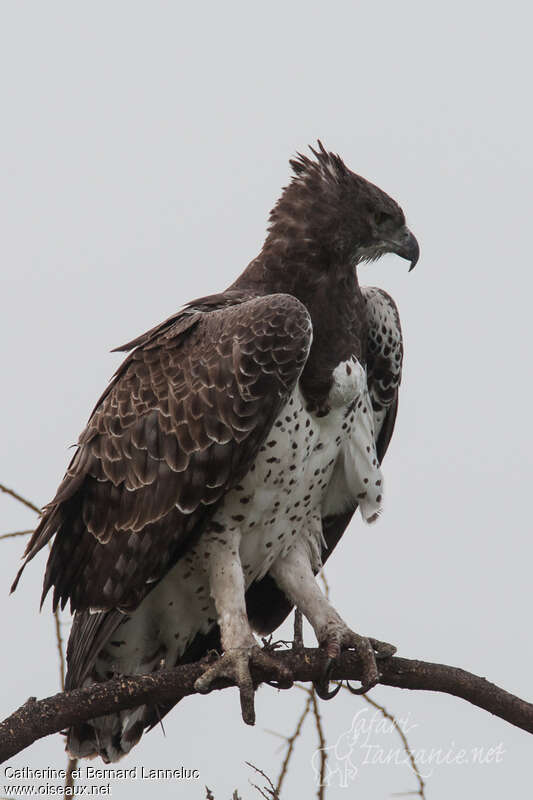 Aigle martialadulte, identification