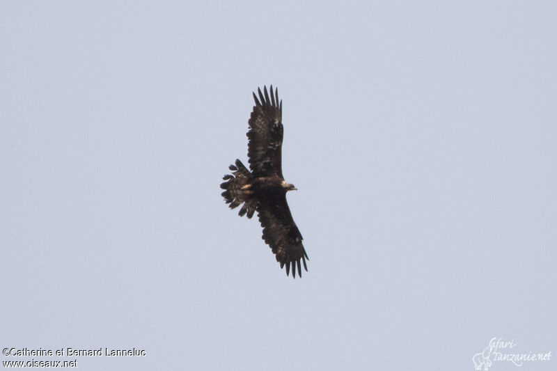 Golden Eagleadult, Flight