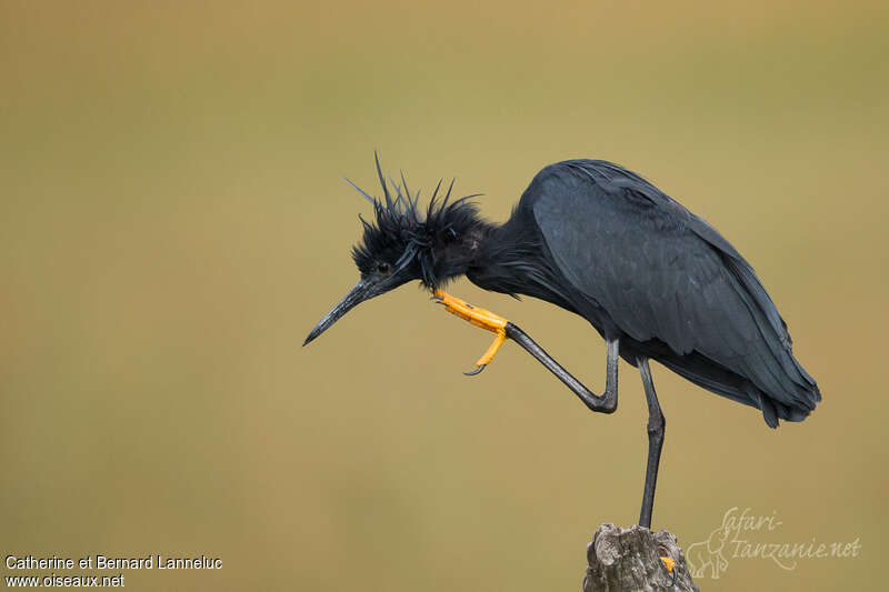 Black Heronadult