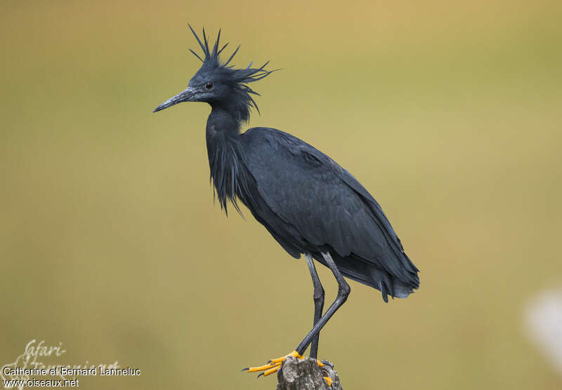 Black Heronadult breeding, identification