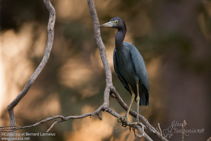 Little Blue Heronadult, identification