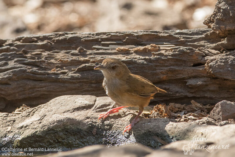 Akalat d'Abbottadulte, identification