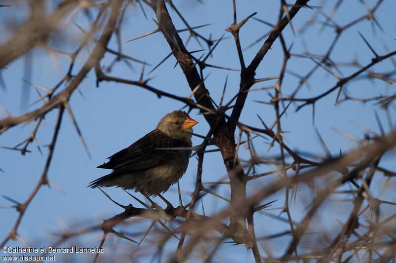 Red-billed Buffalo Weaverimmature, identification