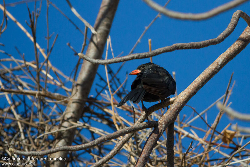 Red-billed Buffalo Weaver