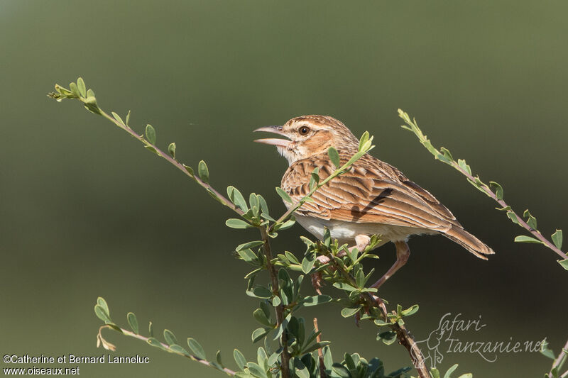 Alouette abyssinienneadulte, identification