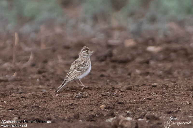 Turkestan Short-toed Larkjuvenile, identification