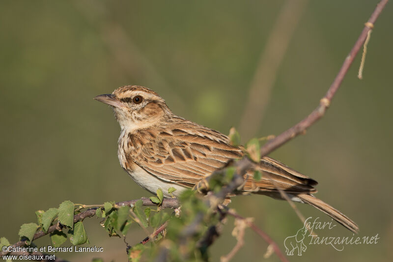 Fawn-colored Larkadult, identification