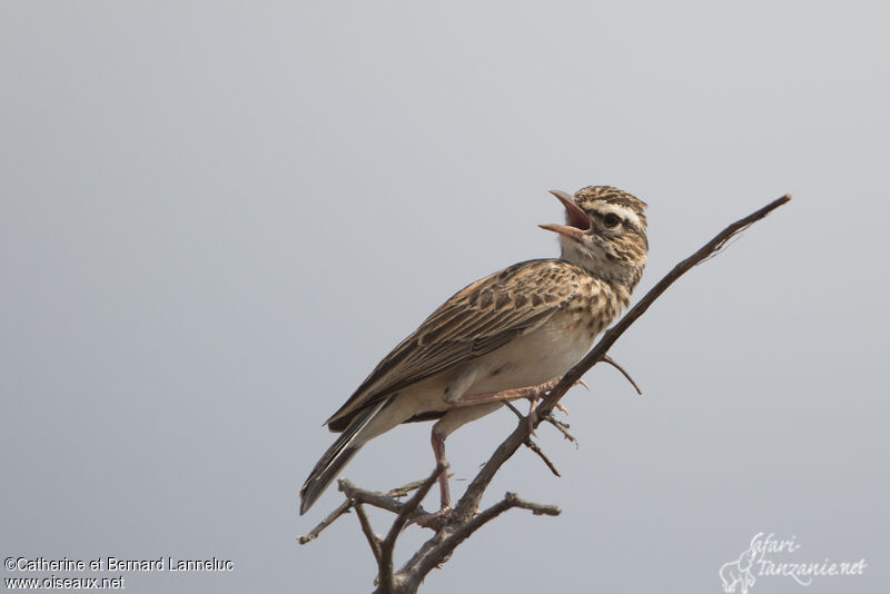 Sabota Larkadult, song