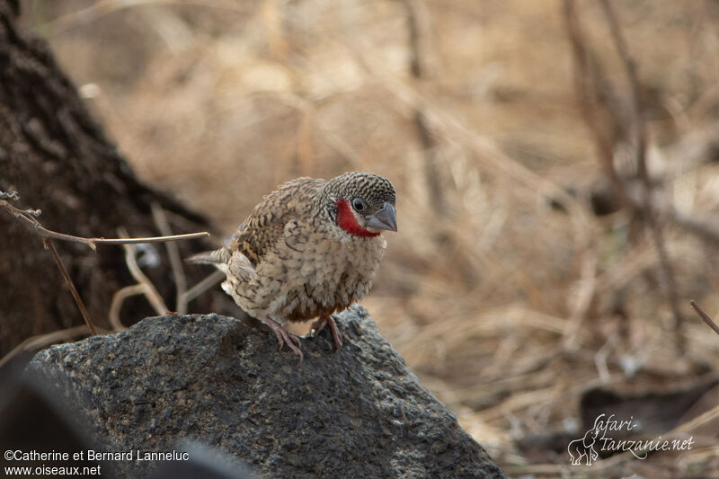 Cut-throat Finch male adult, identification