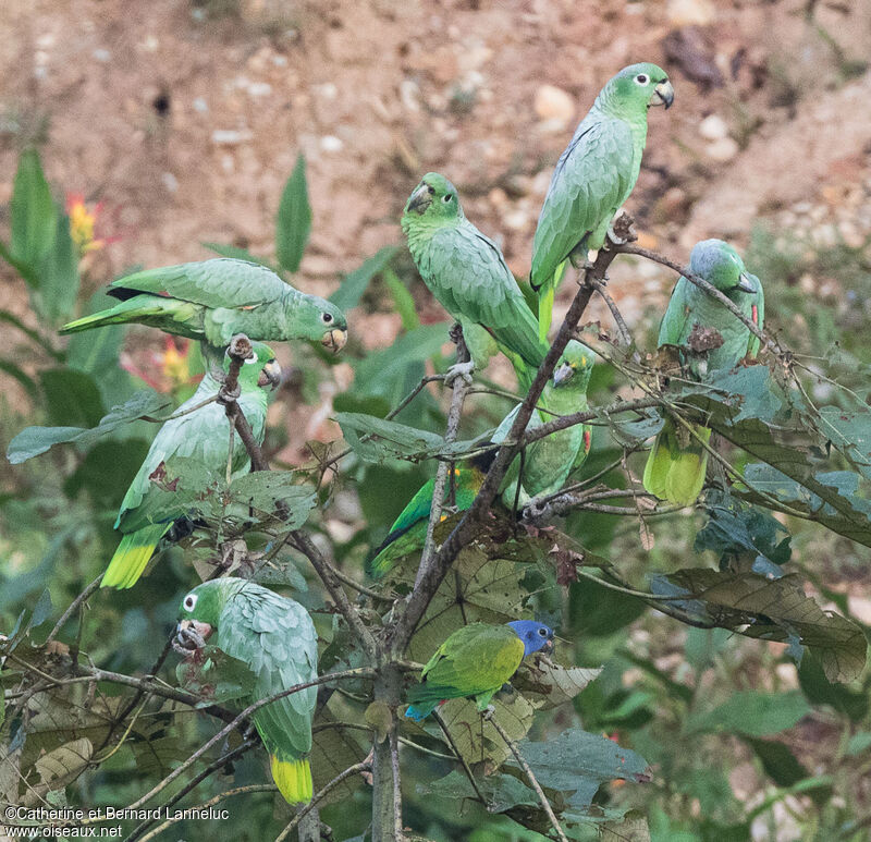 Amazone poudréeadulte