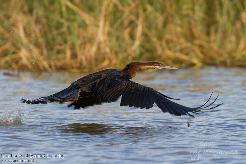 Anhinga d'Afrique, Vol