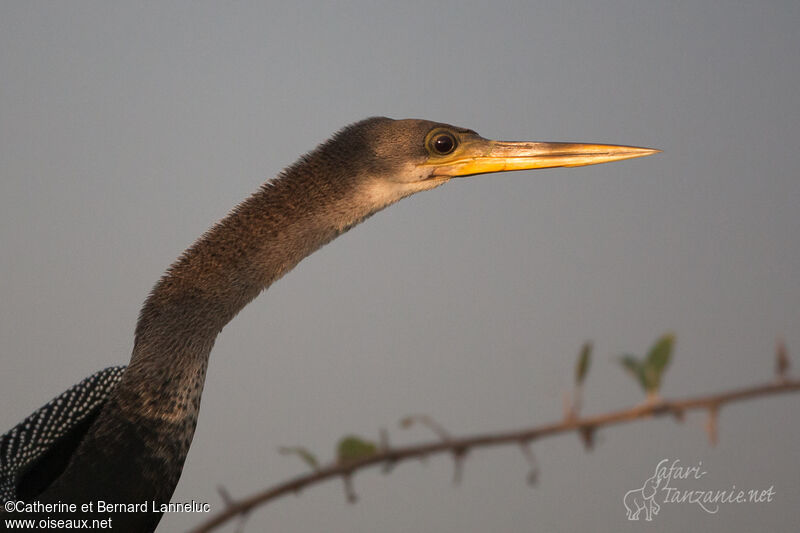 Anhinga d'Amériqueadulte, portrait, composition