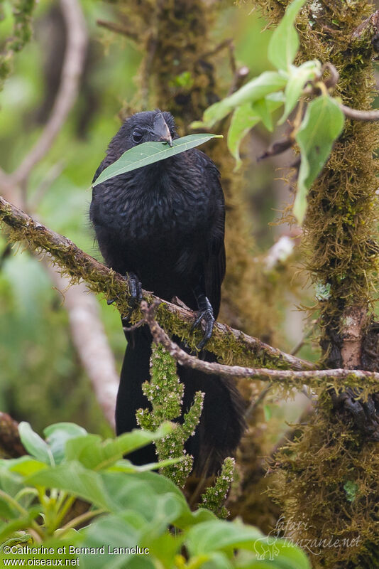 Smooth-billed Aniadult, habitat, Reproduction-nesting