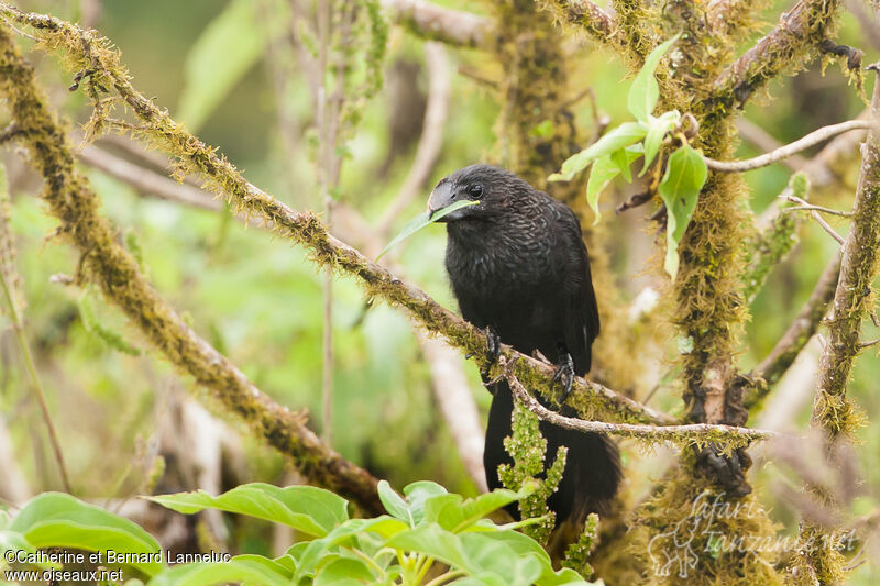 Smooth-billed Ani, habitat, Reproduction-nesting