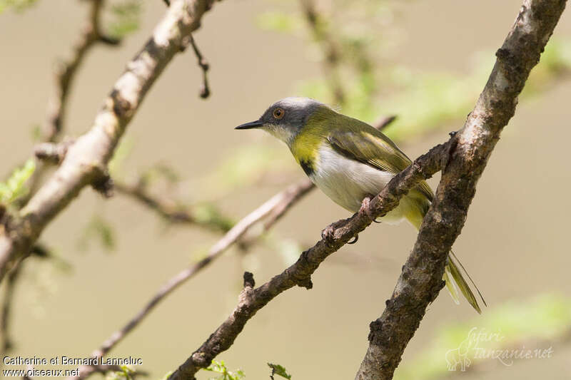 Yellow-breasted Apalis male adult, identification