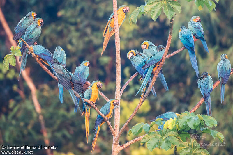 Blue-and-yellow Macawadult, Behaviour