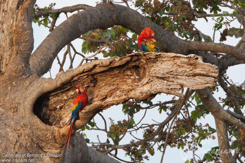 Scarlet Macawadult breeding, Reproduction-nesting