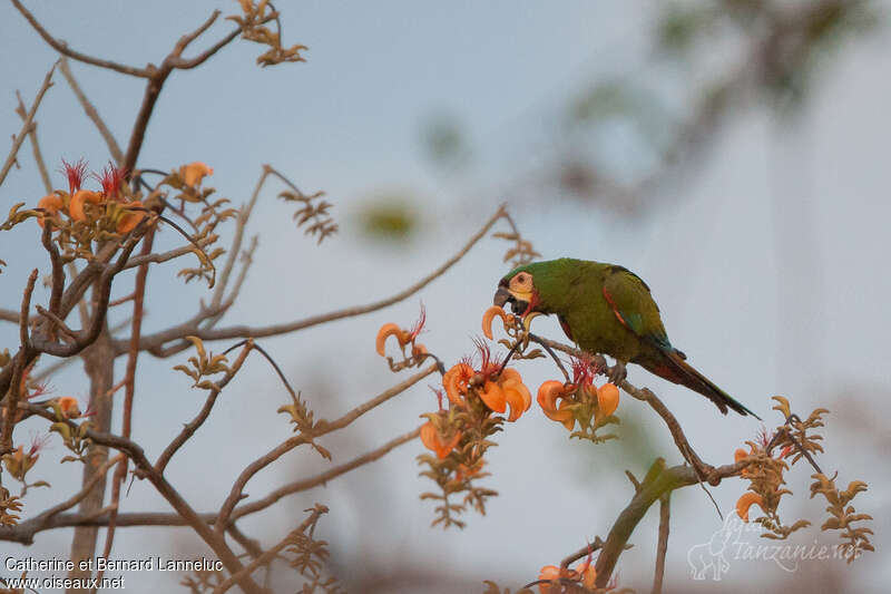 Chestnut-fronted Macawadult, feeding habits, eats