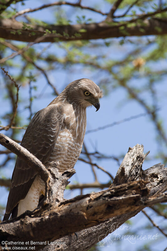 Eastern Chanting Goshawkimmature, identification