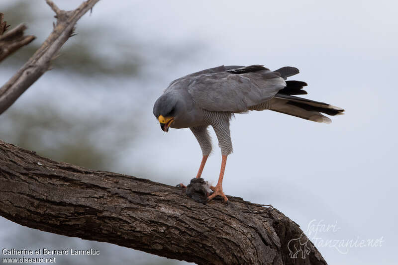 Eastern Chanting Goshawkadult, identification, fishing/hunting