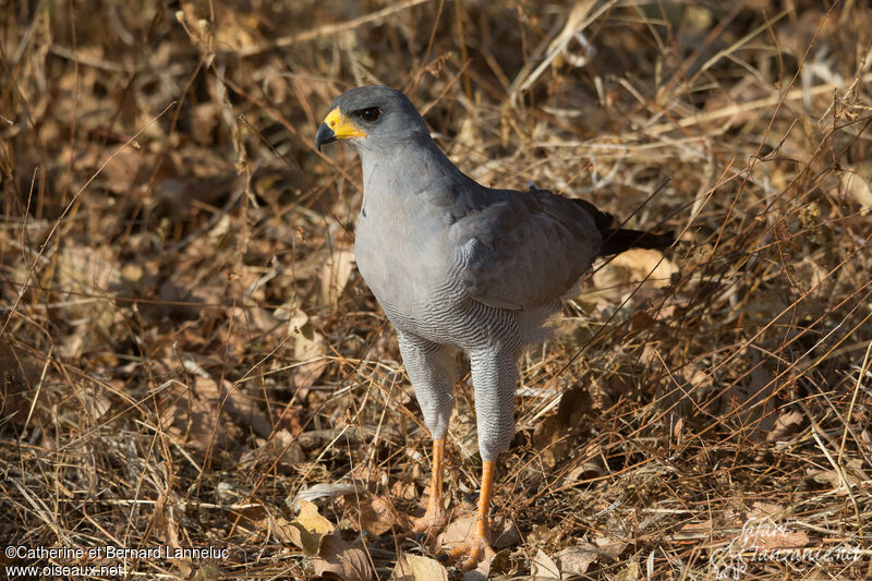 Eastern Chanting Goshawkadult, Behaviour