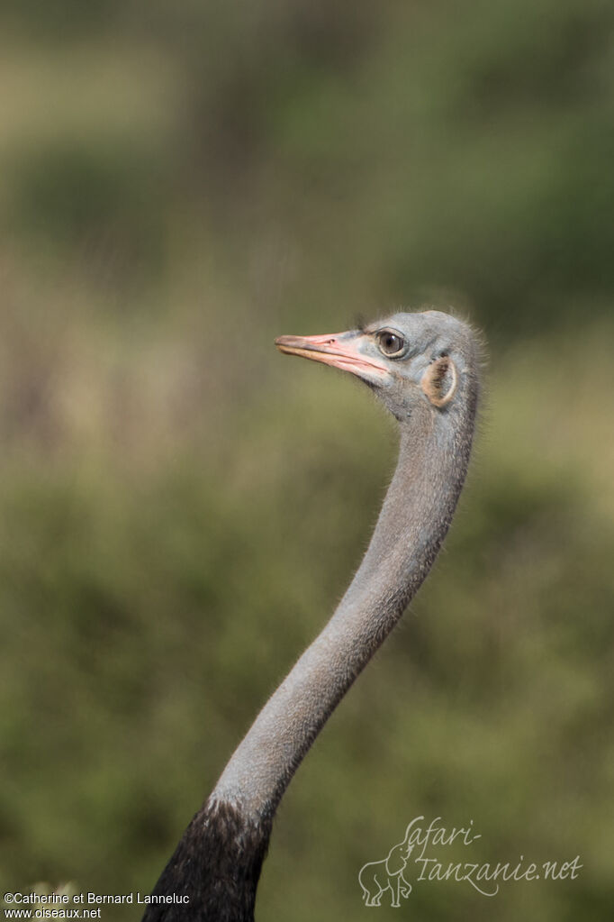 Somali Ostrich