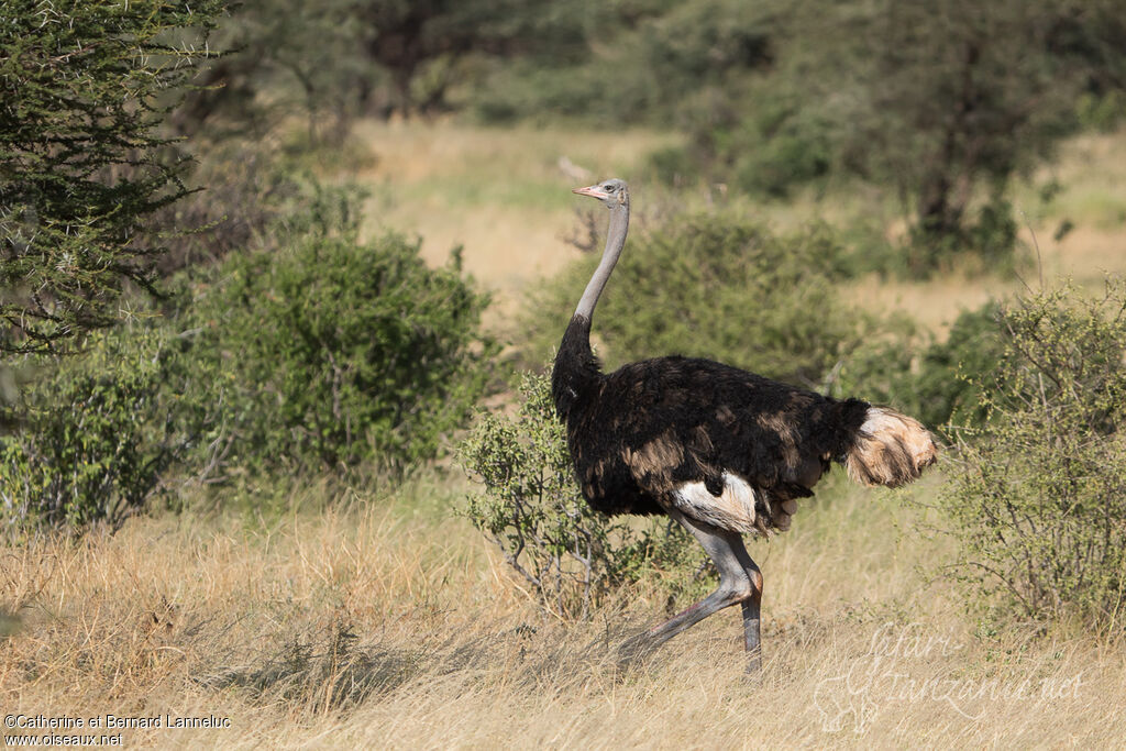 Somali Ostrich