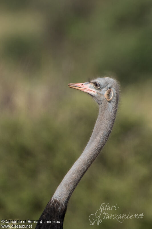 Somali Ostrich male adult