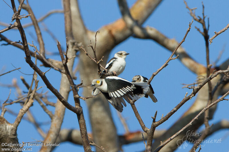 White-crested Helmetshrike, Reproduction-nesting