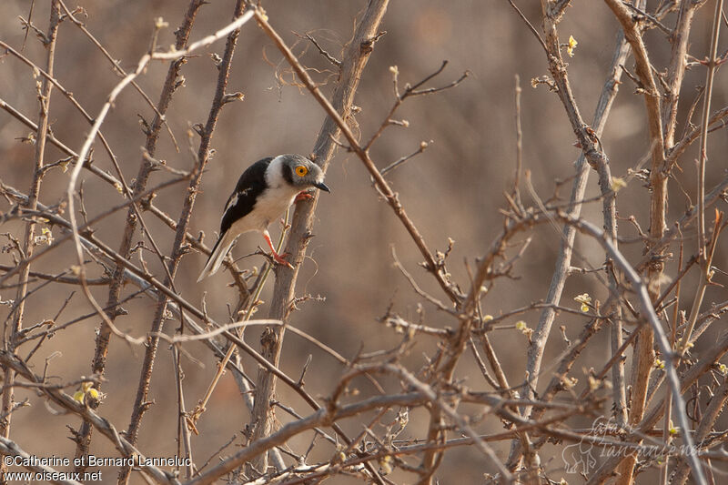 White-crested Helmetshrikeadult