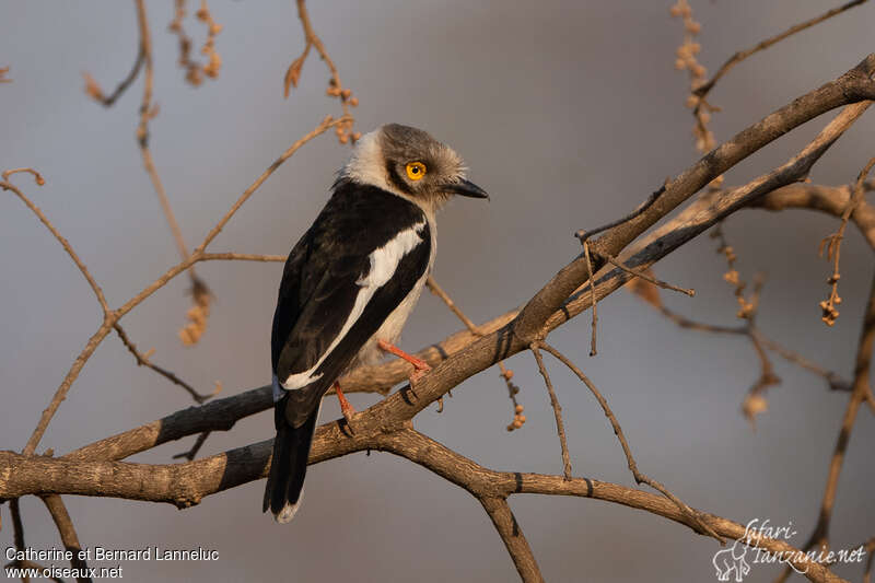 White-crested Helmetshrikeadult, identification