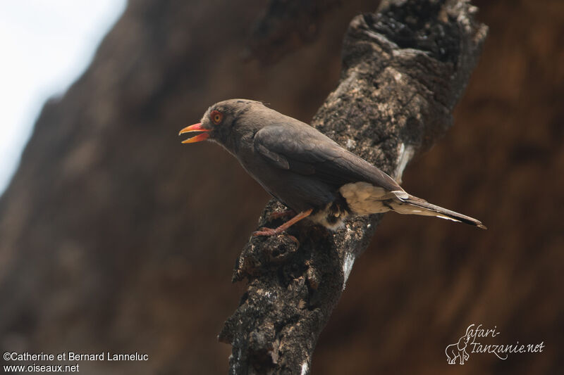 Retz's Helmetshrikeimmature, identification