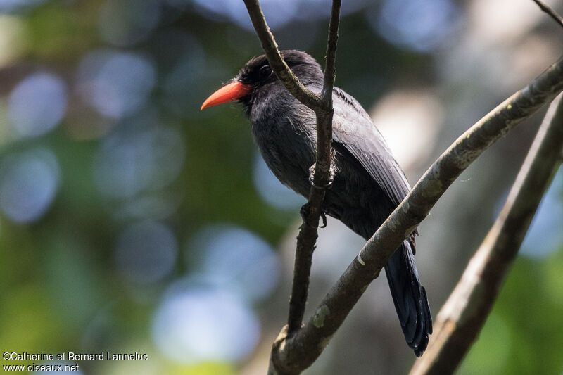 Black-fronted Nunbirdadult