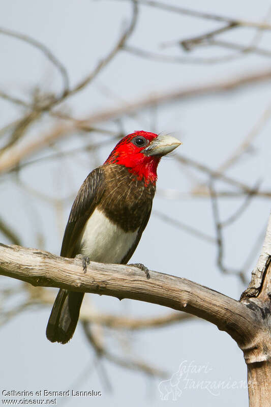 Brown-breasted Barbetadult, identification