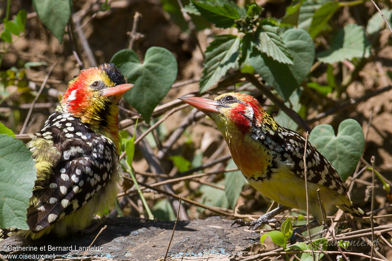 Red-and-yellow Barbetadult, Behaviour