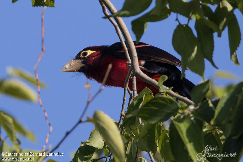 Double-toothed Barbetadult, identification