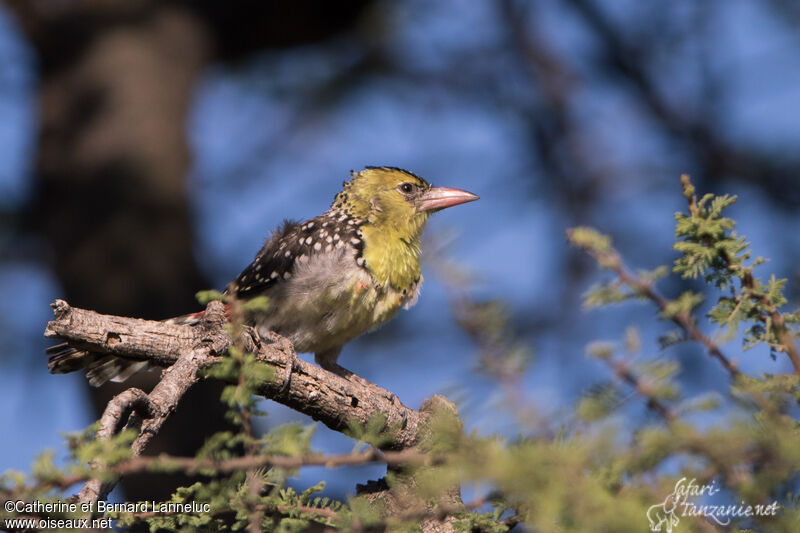 Yellow-breasted Barbetadult, Behaviour