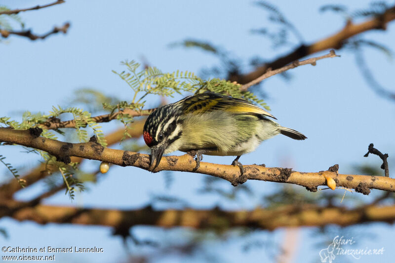 Southern Red-fronted Tinkerbirdadult, Behaviour