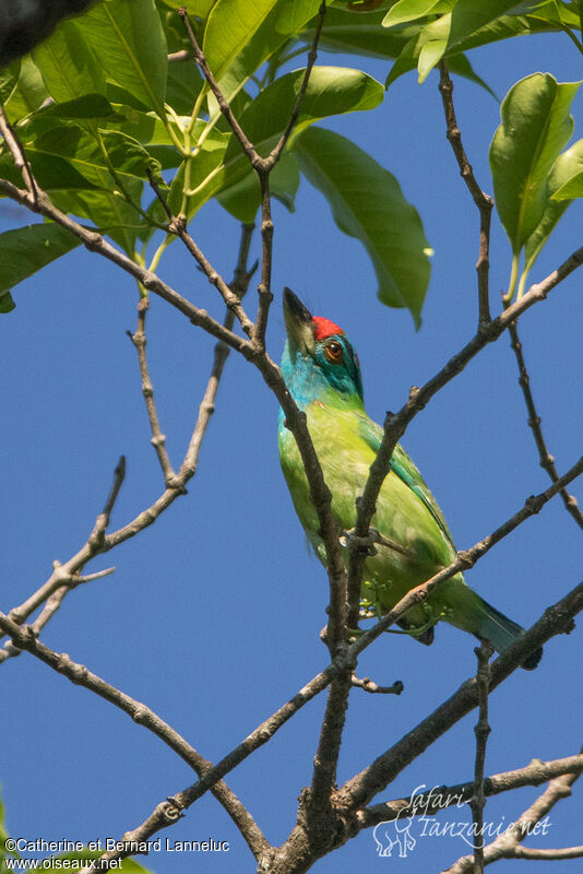 Blue-throated Barbetadult, Behaviour