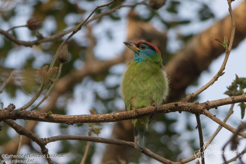 Blue-throated Barbetadult, identification