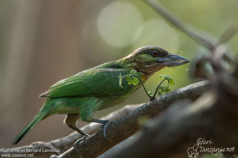 Green-eared Barbetadult, identification