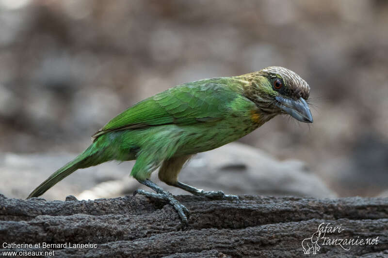 Green-eared Barbetadult, identification