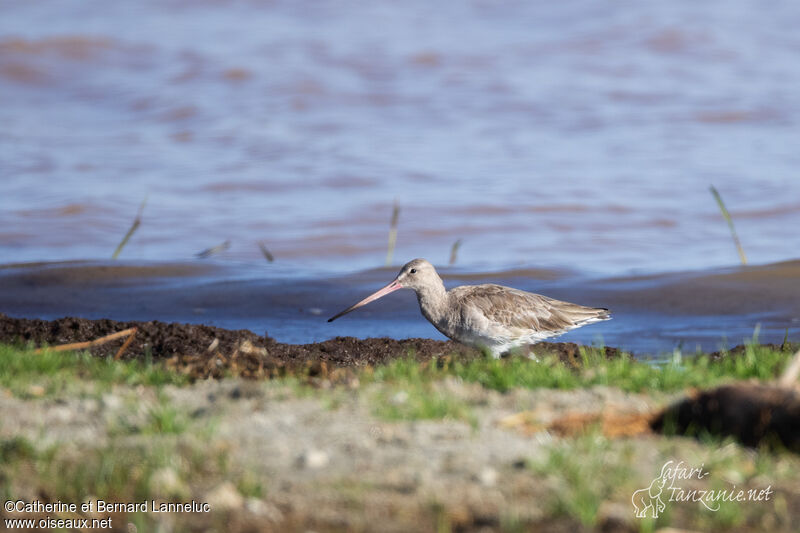 Black-tailed Godwitadult post breeding