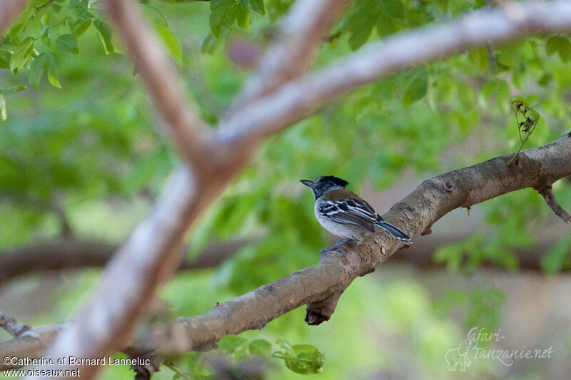 Black-crested Antshrike male adult, habitat