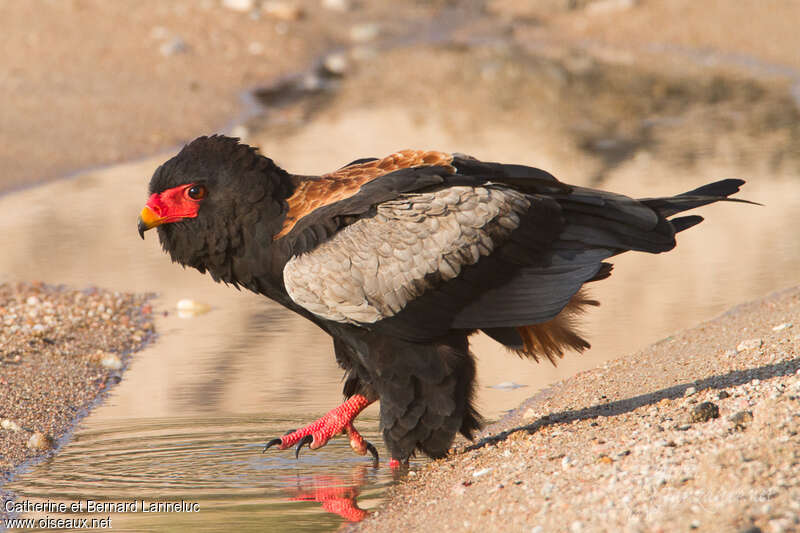 Bateleur male adult breeding, identification