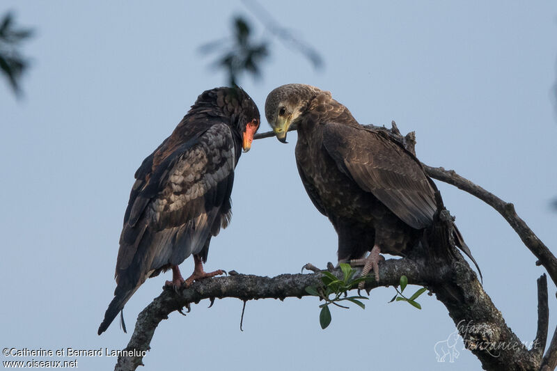 Bateleur des savanes