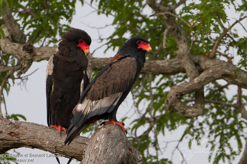 Bateleur des savanesadulte