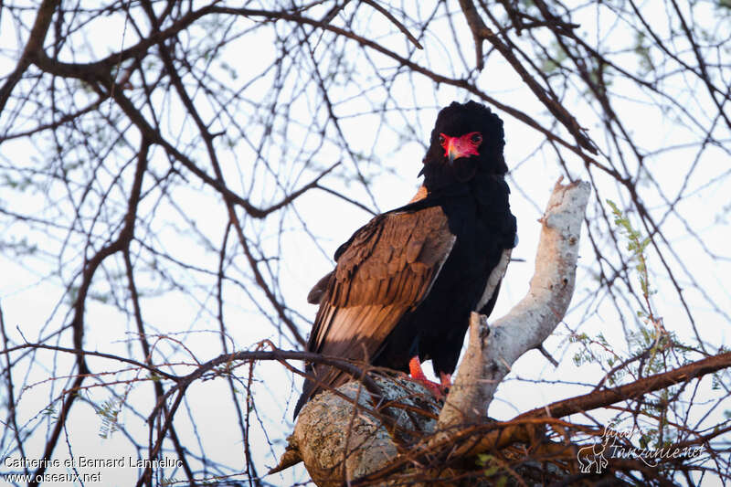 Bateleur female adult breeding