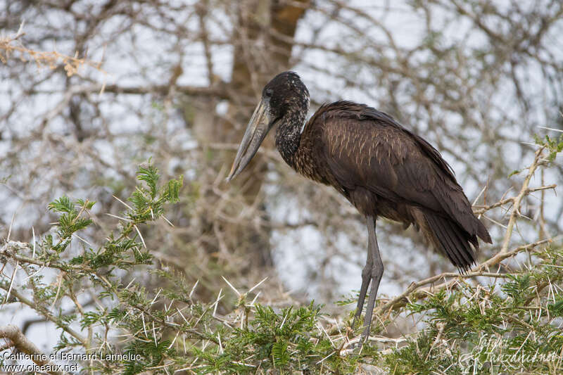 Bec-ouvert africainimmature, identification