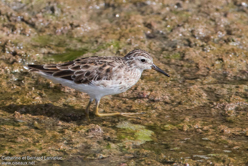 Bécasseau à longs doigtsadulte transition, identification